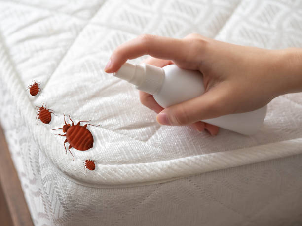 Best Spider Control Near Me  in Powell, TN