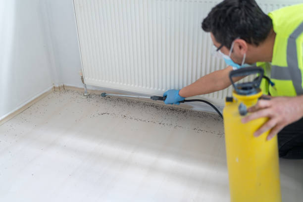 Best Affordable Pest Control Services  in Powell, TN